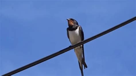 swallow videos